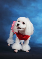 Happy puppies in a photo studio