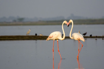 Love is in the air... Love is in the water...