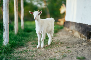 Obraz premium goat on green grass