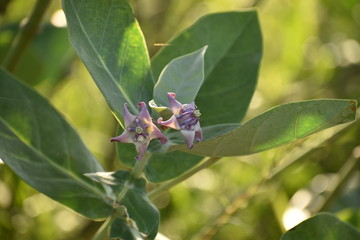 Purple Calotropis Gigantea common name of crown flower plant having flowers, with green leaves,with blur background