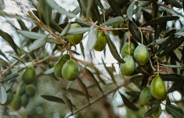 Pile of green olives on the tree during the harvesting. Lesbos. Greece.