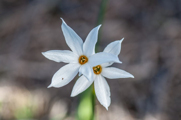 Narcissus obsoletus (Amarilidáceas)