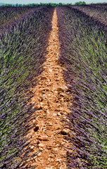 Champ de lavande sur le plateau de Valensole, France