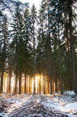 Sun shining through a pine forest in the snow in Sweden