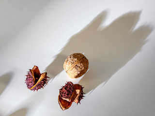 Walnut and chestnut fruit peels. They cast a great shadow. - 312759191
