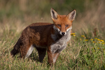 Red Fox (Vulpes vulpes) in summer meadow