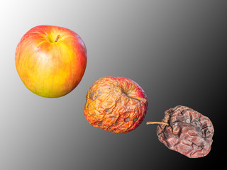 Fresh, wilted and dried apples on a gray background. Symbols - young, mature and old. - 312759352