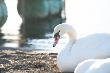 白鳥の湖