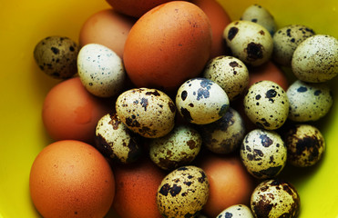 quail eggs in basket