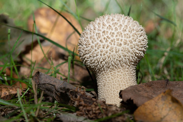 Common Puffball (Lycoperdon perlatum) in grass meadow