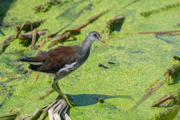 Juvenile Common Moorhen Wading in a Marsh