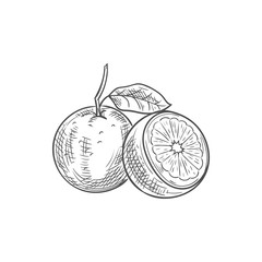 Orange tropical fruit. Vector exotic orange or tangerine citrus fruit sketch