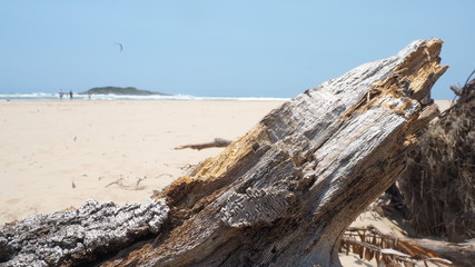 beach driftwood on sand