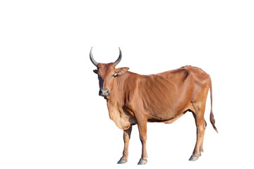bull isolated on white background - obrazy, fototapety, plakaty