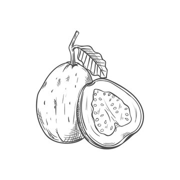 Tropical fruit guava whole, half isolated sketch. Vector edible tropical fruit, exotic food dessert
