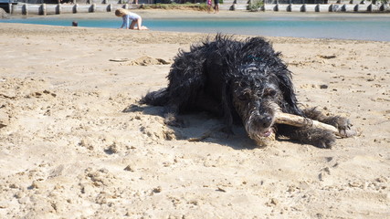 wet beach dog 3