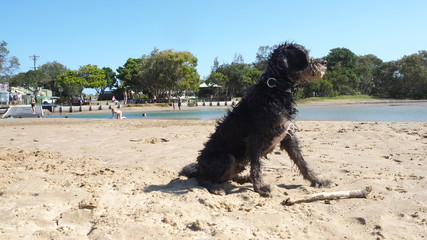 wet beach dog