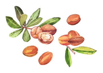 Watercolor hand painted natural Argan tree branches and fruits, nuts illustration set isolated on white background