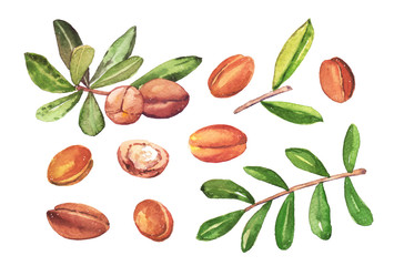 Watercolor hand painted natural Argan tree branches and fruits, nuts illustration set isolated on white background
