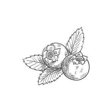 Huckleberry bilberry blueberry whortleberry isolated sketch. Vector blue berris with leaf, food dessert