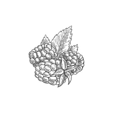 Raspberries and green leaves isolated sketch. Vector red berry dewberry or brambleberry