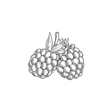 Garden bramble berry isolated summer fruit sketch. Vector blackberry food, forest berries