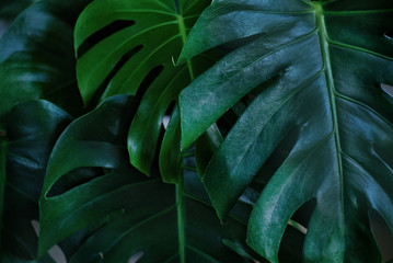 Dark green leaves of monstera (split-leaf philodendron) tropical foliage plant growing in wild. Floral background. top view - in dark tone