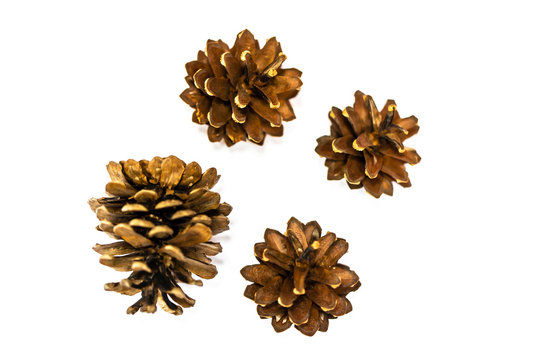 Kesiya pine various shapes on a white background
