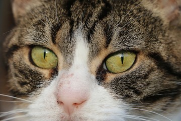 extreme close up of cats eyes