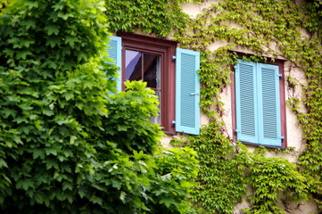 Fassade mit hellblauen Fensterläden und grüner Kletterpflanze