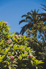 Obraz premium pink frangipani tree with plenty of flowers shot on a sunny summer day