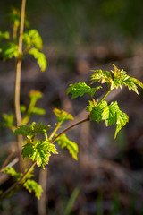 Obraz premium Currant branch with the first delicate leaves. 