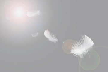 Abstract, Soft white feather floating in the air
