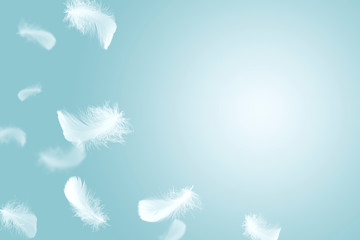 Soft white feathers floating in the air with copy space