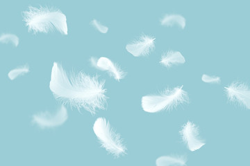 Abstract White Fluffly Feathers Floating The Air. Swan Feather Flying on Heavenly.	