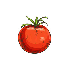 Tomato isolated red organic vegetable sketch. Vector tomato cherry berry, dieting food - obrazy, fototapety, plakaty