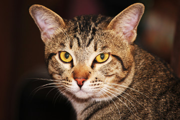 Portrait of a cat on black background.
