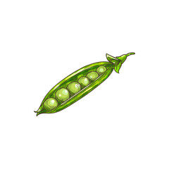 Peas seeds in green pods isolated legumes sketch. Vector beans and grains, vegetarian food