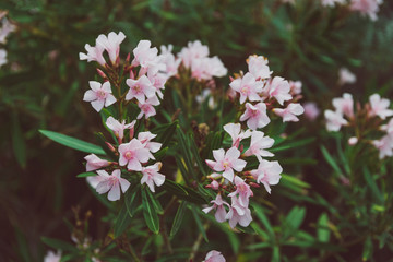 pink oleander plant with plenty of flowers shot on a sunny summer day