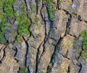 Texture of green moss growing on tree trunk shell showing humidity weather environment.