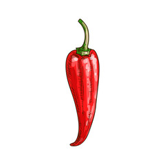Cayenne long pepper isolated spicy chili sketch. Vector red hot chilli, spicy food ingredient