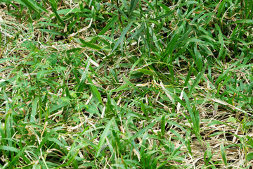 weed and green grass growing on natural forest soil in the tropical forest. nature background concept. selective focus.