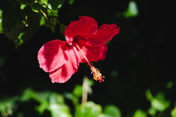 Obraz premium red hibiscus plant with plenty of flowers shot on a sunny summer day