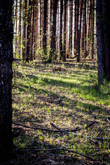 Fototapeta premium Pine forest with rising sun behind the trees.