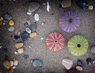 a colection of colorful sea urchins and pebbles on wet sand, filtered image
