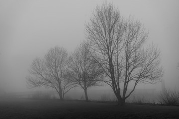 Fototapeta na wymiar Bäume im Nebel an der Elbe