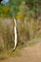 Summer fishing, pike fishing, spinning on the lake