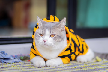 Scottish fold cat in yellow shirt are sitting on the floor in house in the morning.White cats wear...