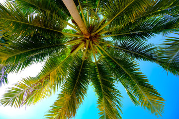 Coconut tree on background of blue sky