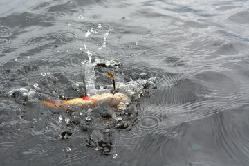 Summer fishing, pike fishing, spinning on the lake